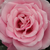 Roza - Vrtnice Floribunda - Milrose